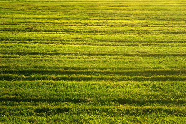Background of mowed bright green lawn