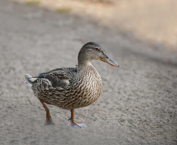 Female duck — Stock Photo, Image