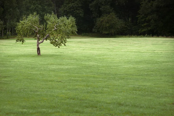 Apple tree in field — Stock Photo, Image