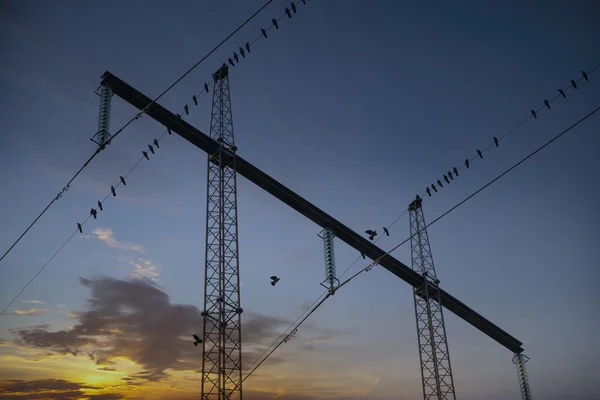 Stěhovaví ptáci v pylonu elektřina — Stock fotografie
