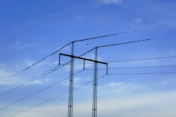 Strommast mit Vögeln — Stockfoto