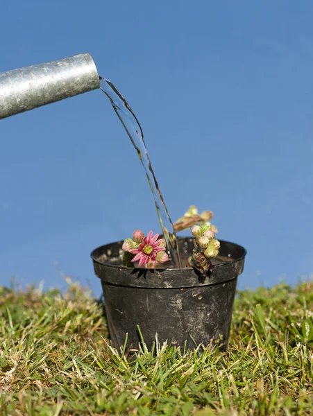 植物に水をまく — ストック写真