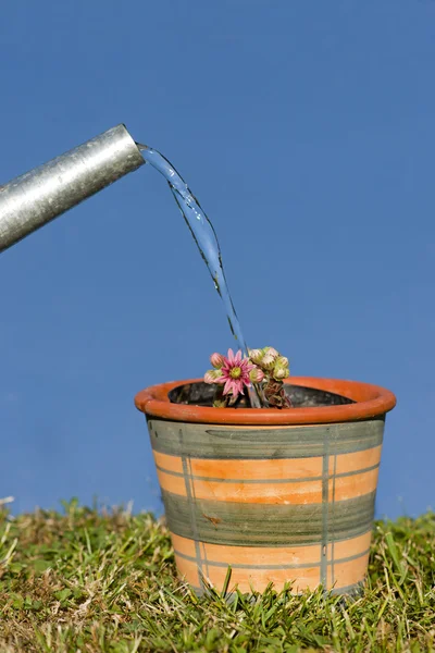 Watering a plant — Stock Photo, Image