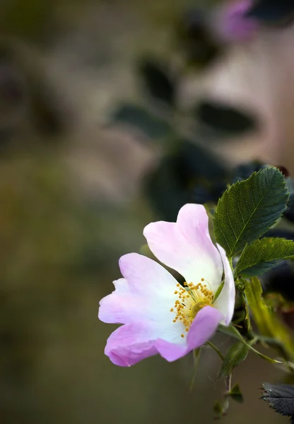 粉红色的野玫瑰 — 图库照片