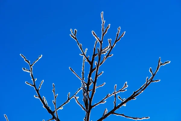 雪の結晶と分岐 — ストック写真