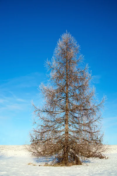 Gołe drzewo w zimie — Zdjęcie stockowe