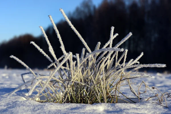 Hierba congelada — Foto de Stock