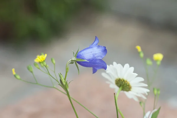 Yaz Çiçekleri — Stok fotoğraf