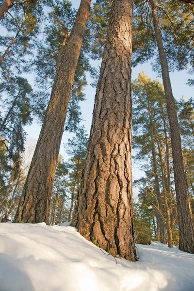 Fyrretræ om vinteren - Stock-foto