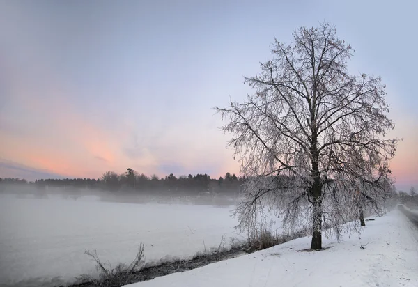 Çıplak kış ağaç — Stok fotoğraf
