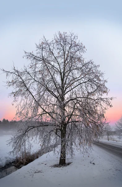 Kalt vinter träd — Stockfoto