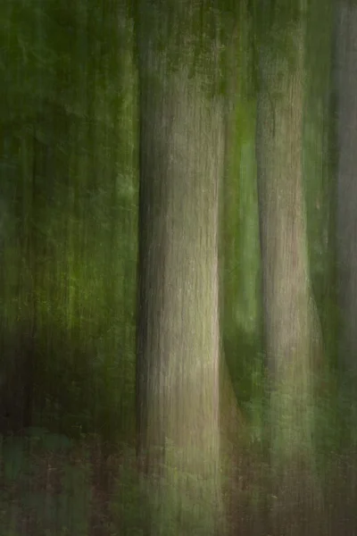초록 숲 — 스톡 사진