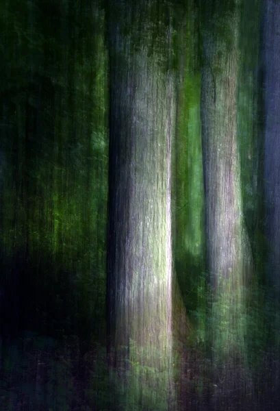 抽象森林 — 图库照片