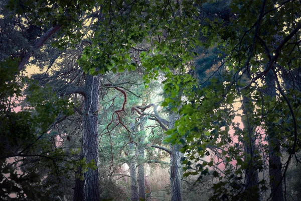 Wald mit Kiefern — Stockfoto