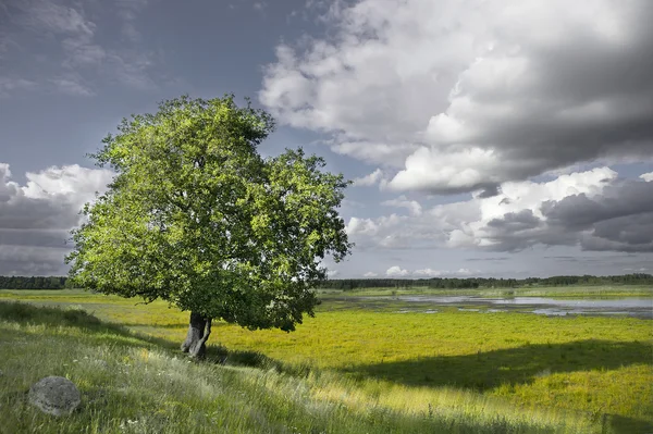 Tree in field — Stock Photo, Image