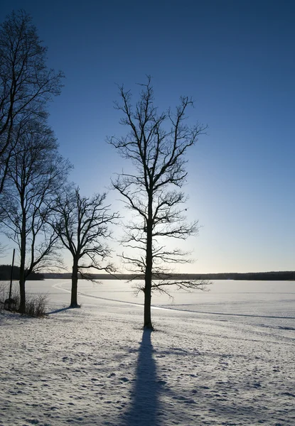 Gołe drzewo w zimie — Zdjęcie stockowe