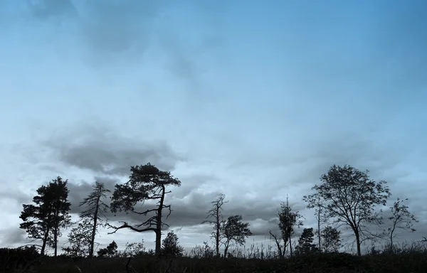 Silhouet van bomen — Stockfoto