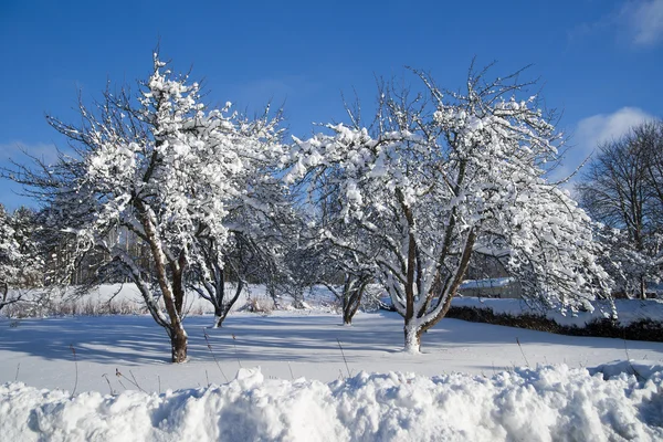 Árboles en invierno — Foto de Stock