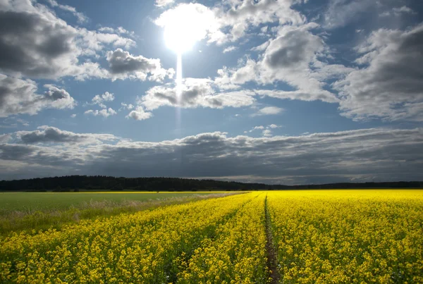 Rapeseed oil field — Stock Photo, Image