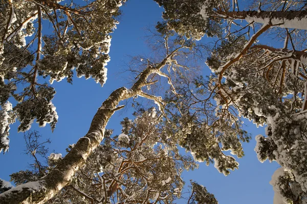 Træer om vinteren - Stock-foto