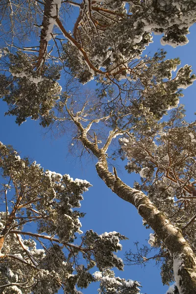 Bomen in de winter — Stockfoto