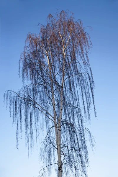 Weeping birch — Stock Photo, Image