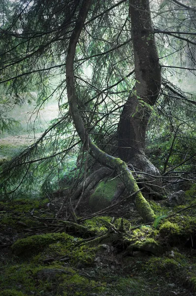 Floresta mágica — Fotografia de Stock