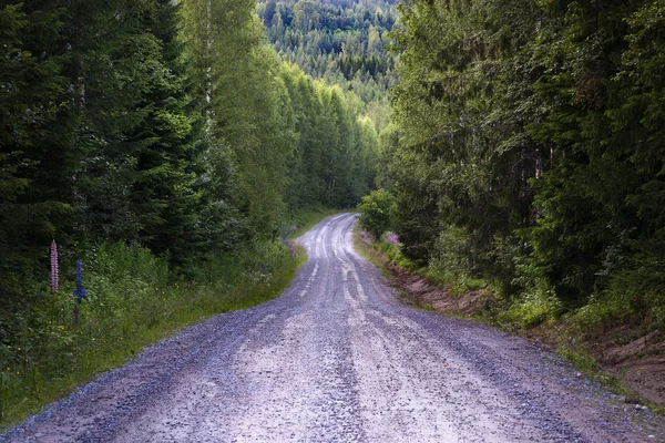 Estrada da sujeira na floresta — Fotografia de Stock