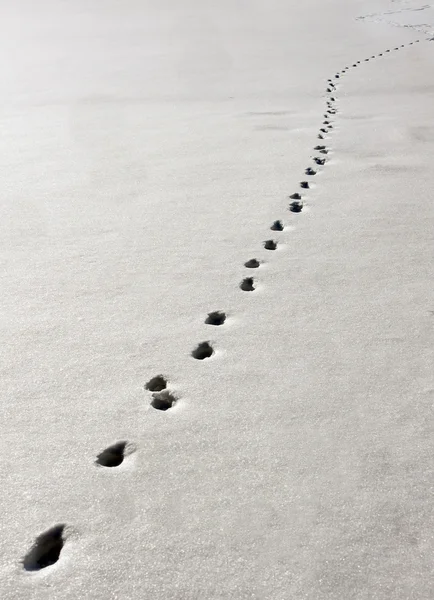 Track in snow — Stock Photo, Image