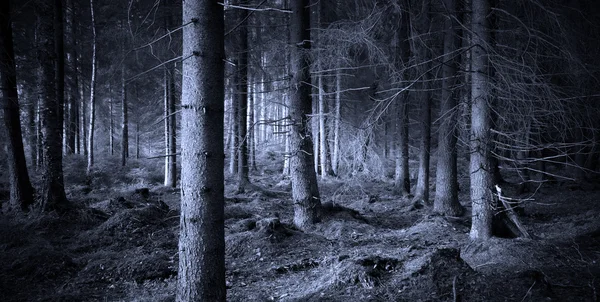 Ürkütücü Orman — Stok fotoğraf