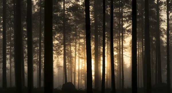 Sunset in foggy forest — Zdjęcie stockowe