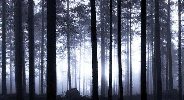 Sunset in foggy forest — Stock Photo, Image