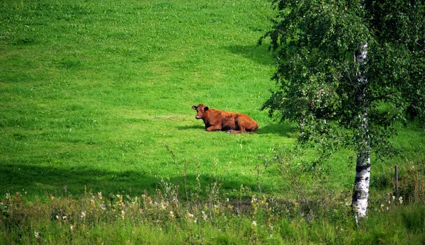 Отдыхающая корова — стоковое фото