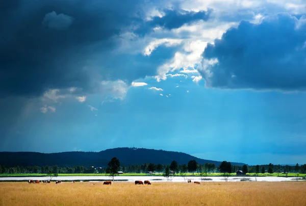 Kor i landsbygdens landskap — Stockfoto