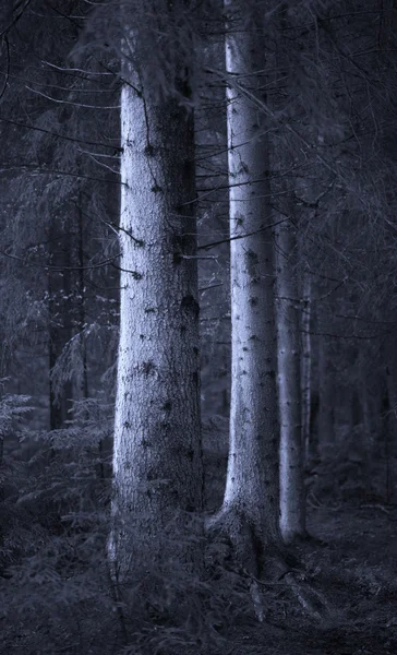 Grandes árvores de abeto na floresta azul — Fotografia de Stock