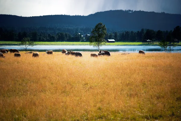 在乡村景观的牛 — 图库照片
