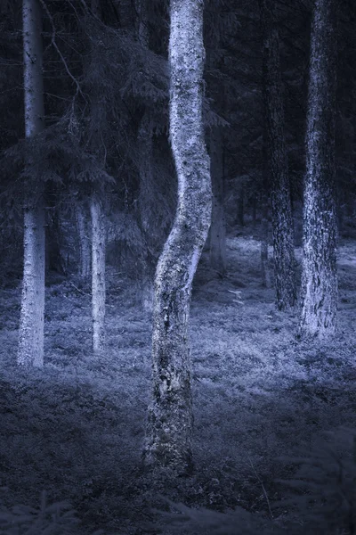 Bétula na floresta assustadora — Fotografia de Stock