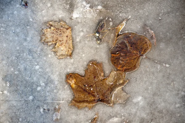 얼음이을 잎 — 스톡 사진