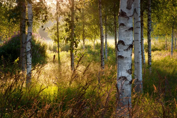 Birch trees — Stock Photo, Image