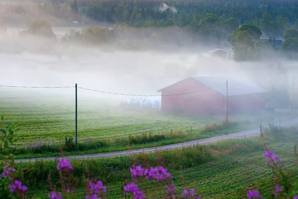 Mlha venkovské krajiny — Stock fotografie