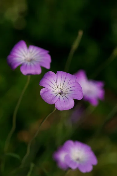Corncockle çiçek — Stok fotoğraf