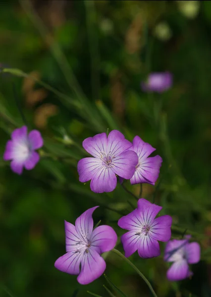 Corncockle çiçek — Stok fotoğraf