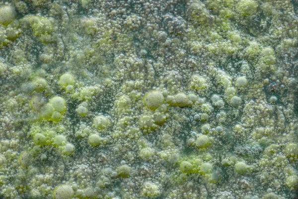 Green slime — Stock Photo, Image