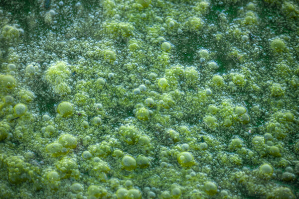 Зеленая слизь
