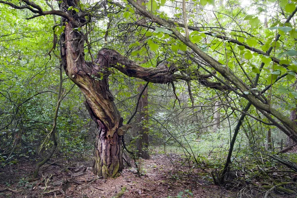 林中的老树 — 图库照片