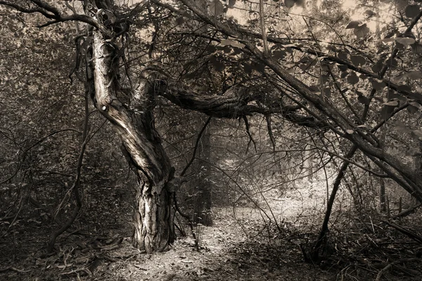 Árbol de fantasía en el bosque — Foto de Stock