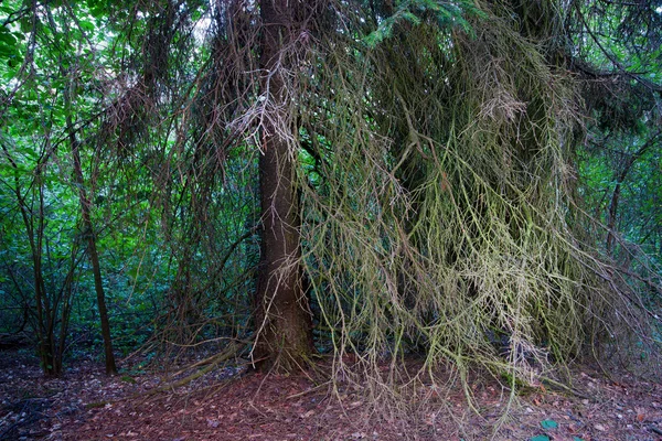 鬱蒼とした林 — ストック写真