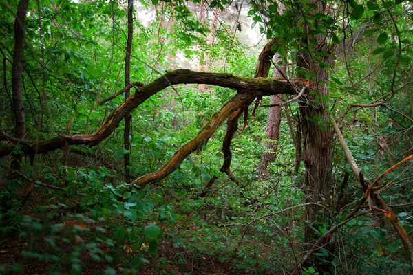 Vad erdőben — Stock Fotó