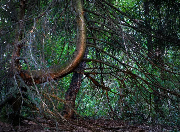 Oude sparren boom — Stockfoto