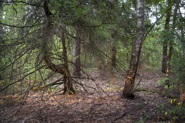 Vilda skogen — Stockfoto